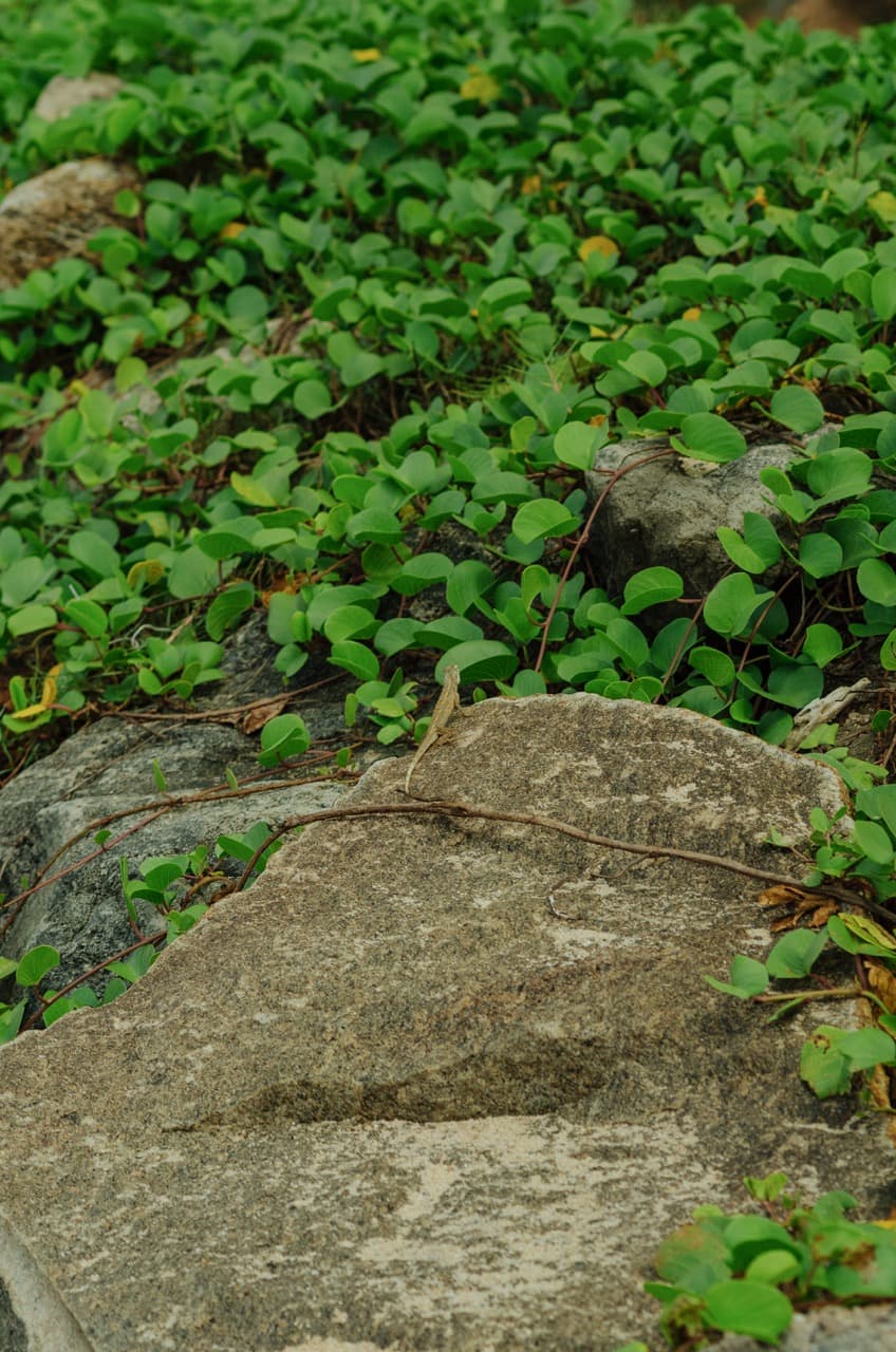 Превью Sri Lanka 2022